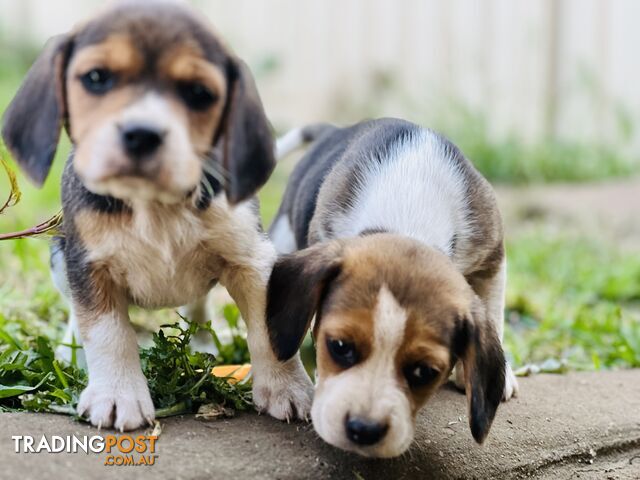 Pure bred beagle puppies