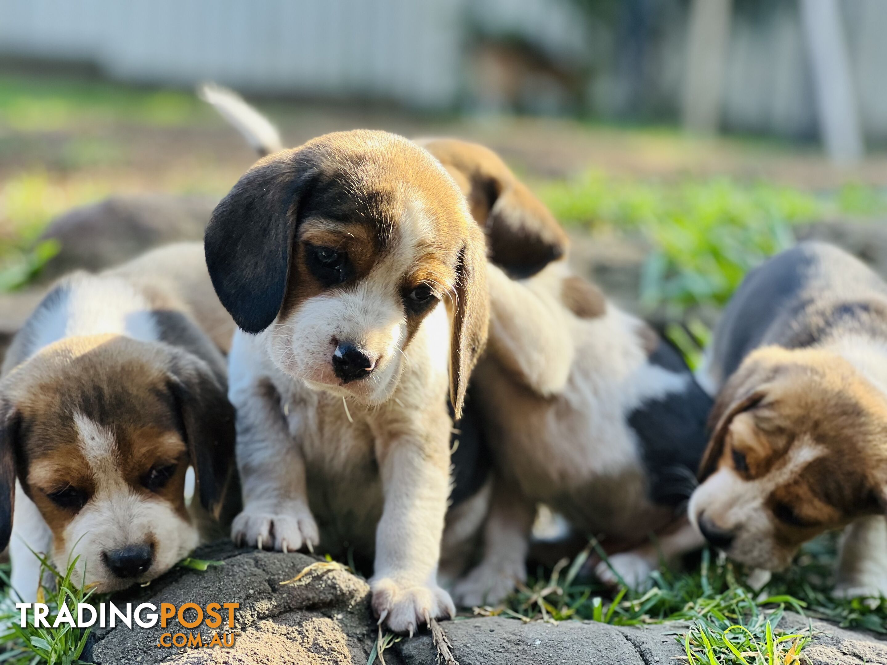 Pure bred beagle puppies