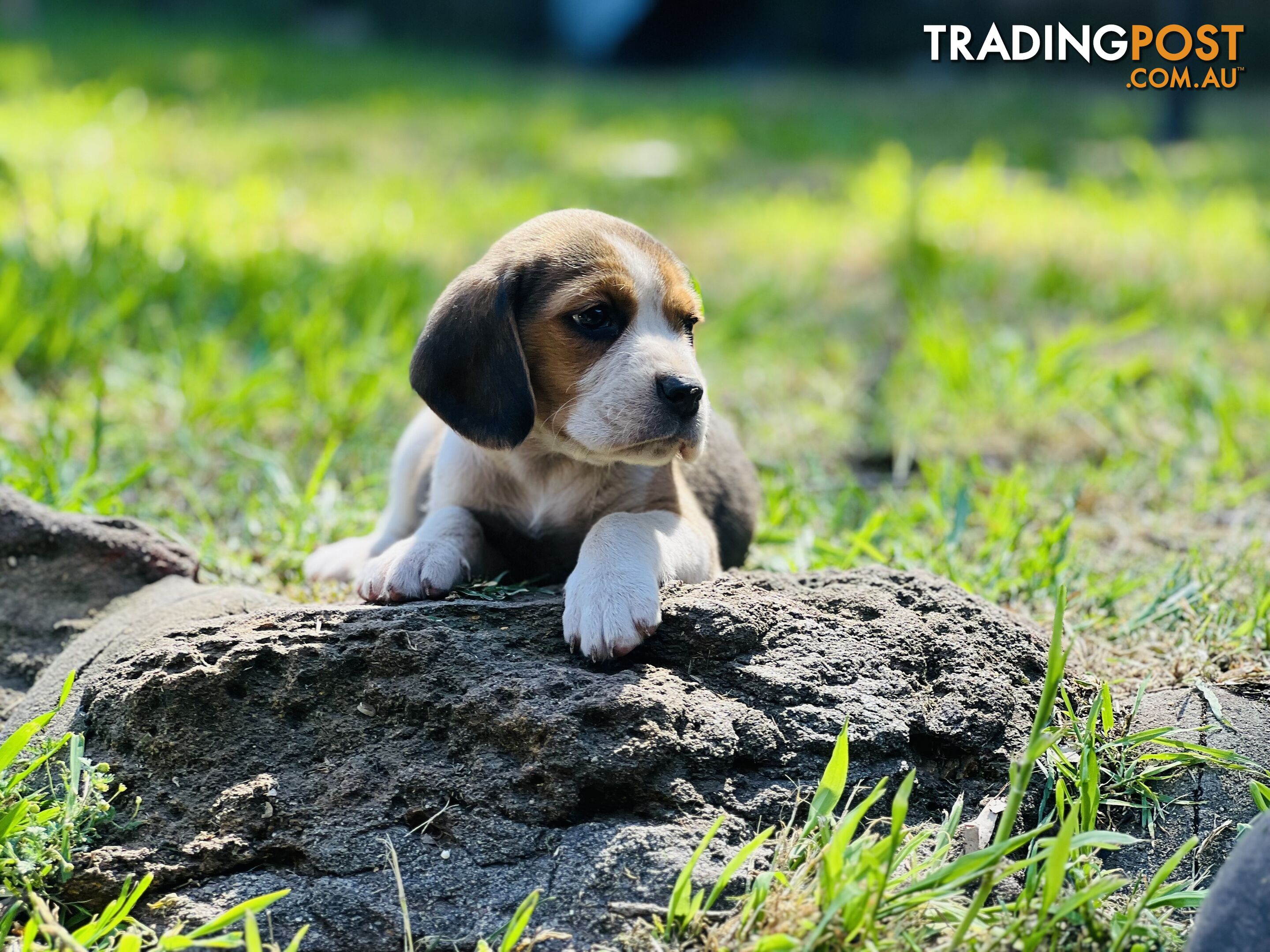 Pure bred beagle puppies