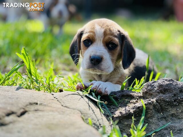 Pure bred beagle puppies