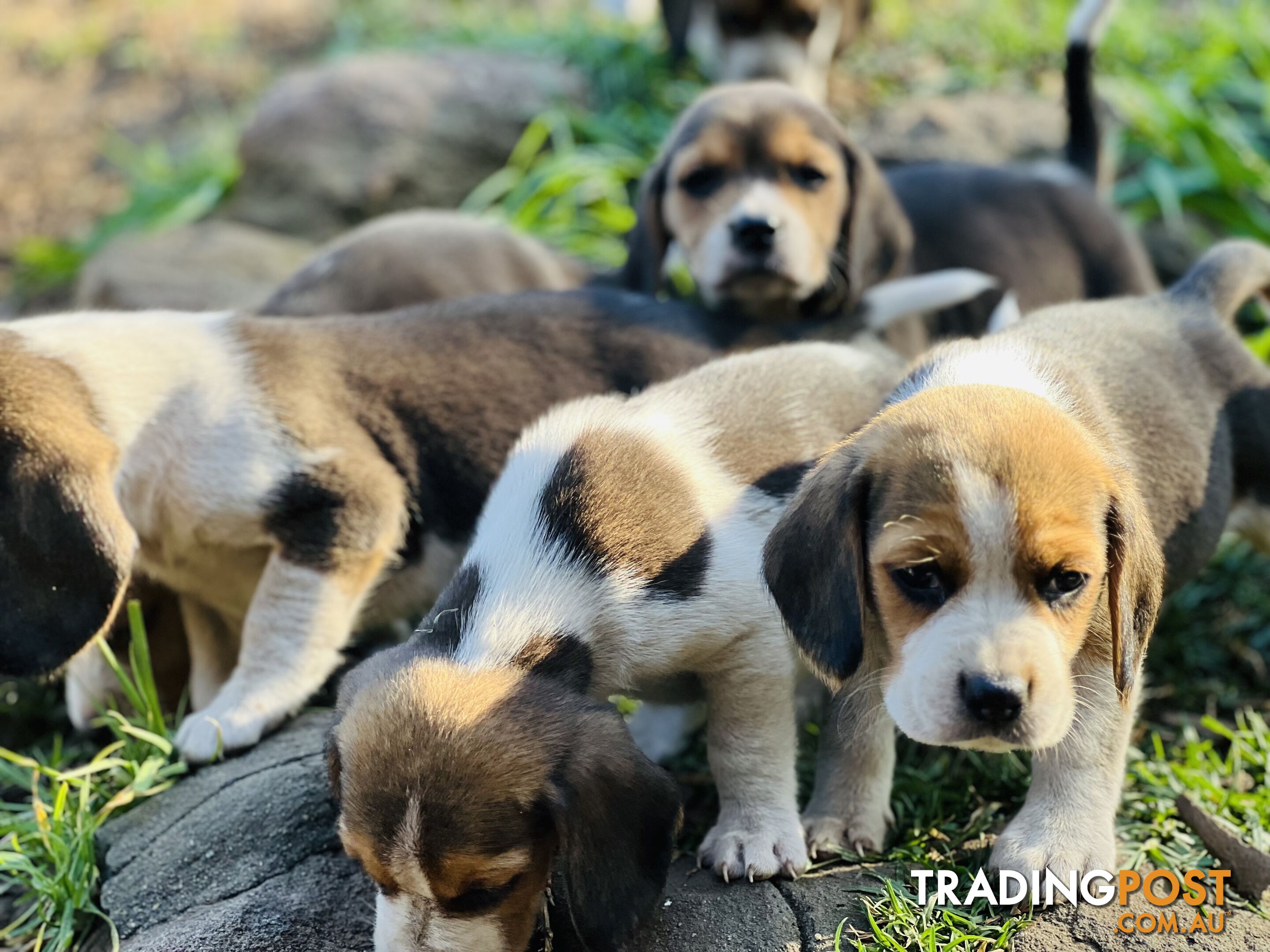 Pure bred beagle puppies