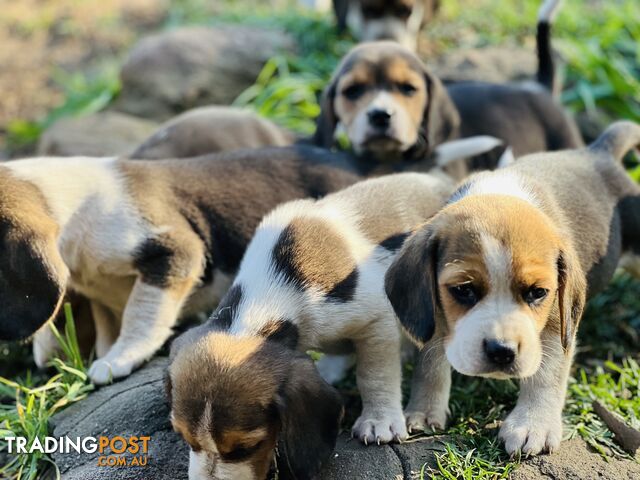 Pure bred beagle puppies