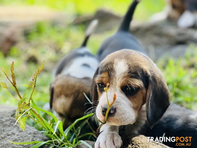 Pure bred beagle puppies