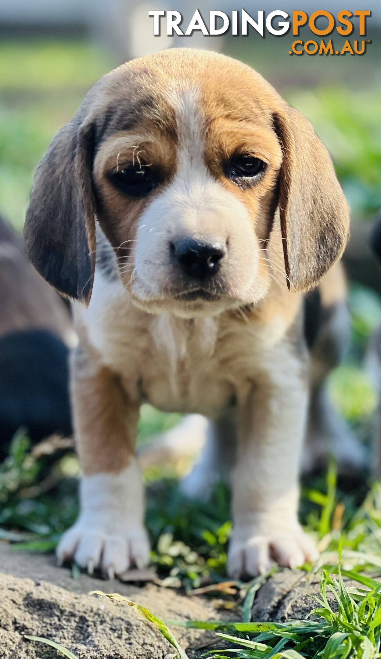 Pure bred beagle puppies