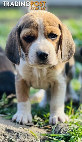 Pure bred beagle puppies