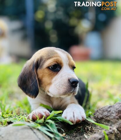 Pure bred beagle puppies