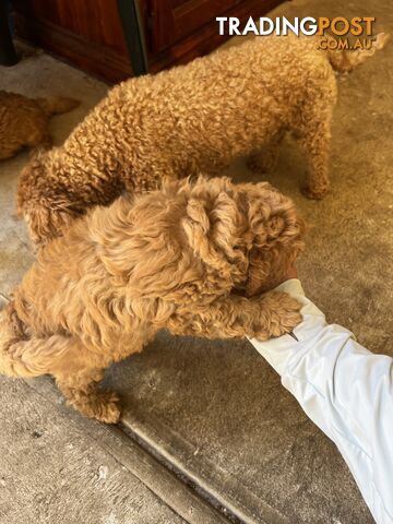 Male Purebred Toy Poodle Puppy for Sale