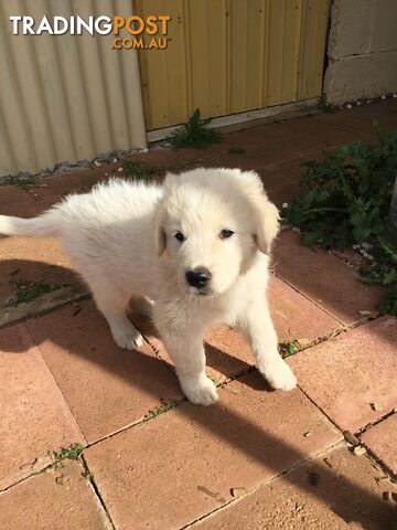 Beautiful Maremma puppies for sale