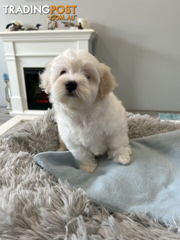 Maltese Shih Tzu / Malshi Puppies