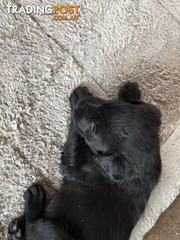 Purebred Labrador puppies