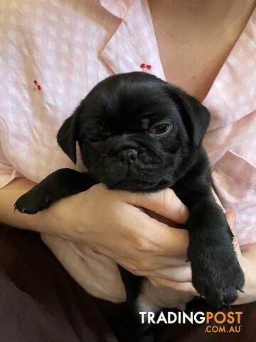 Adorable Pug Puppies Ready for Their Forever Homes!