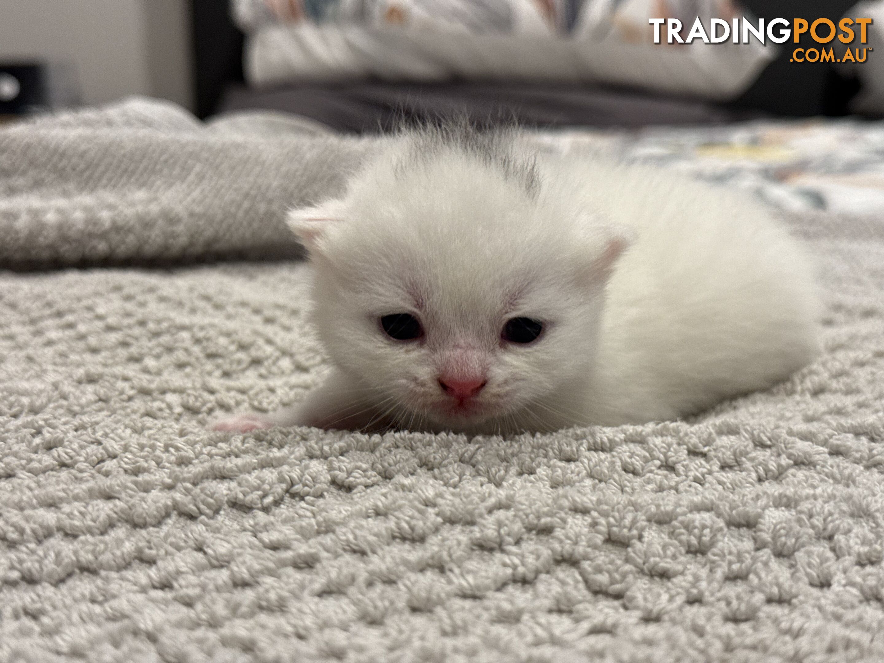 Scottish fold kittens