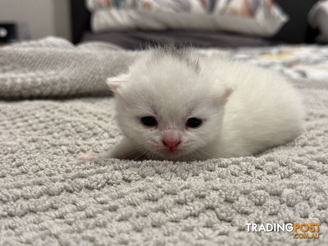 Scottish fold kittens