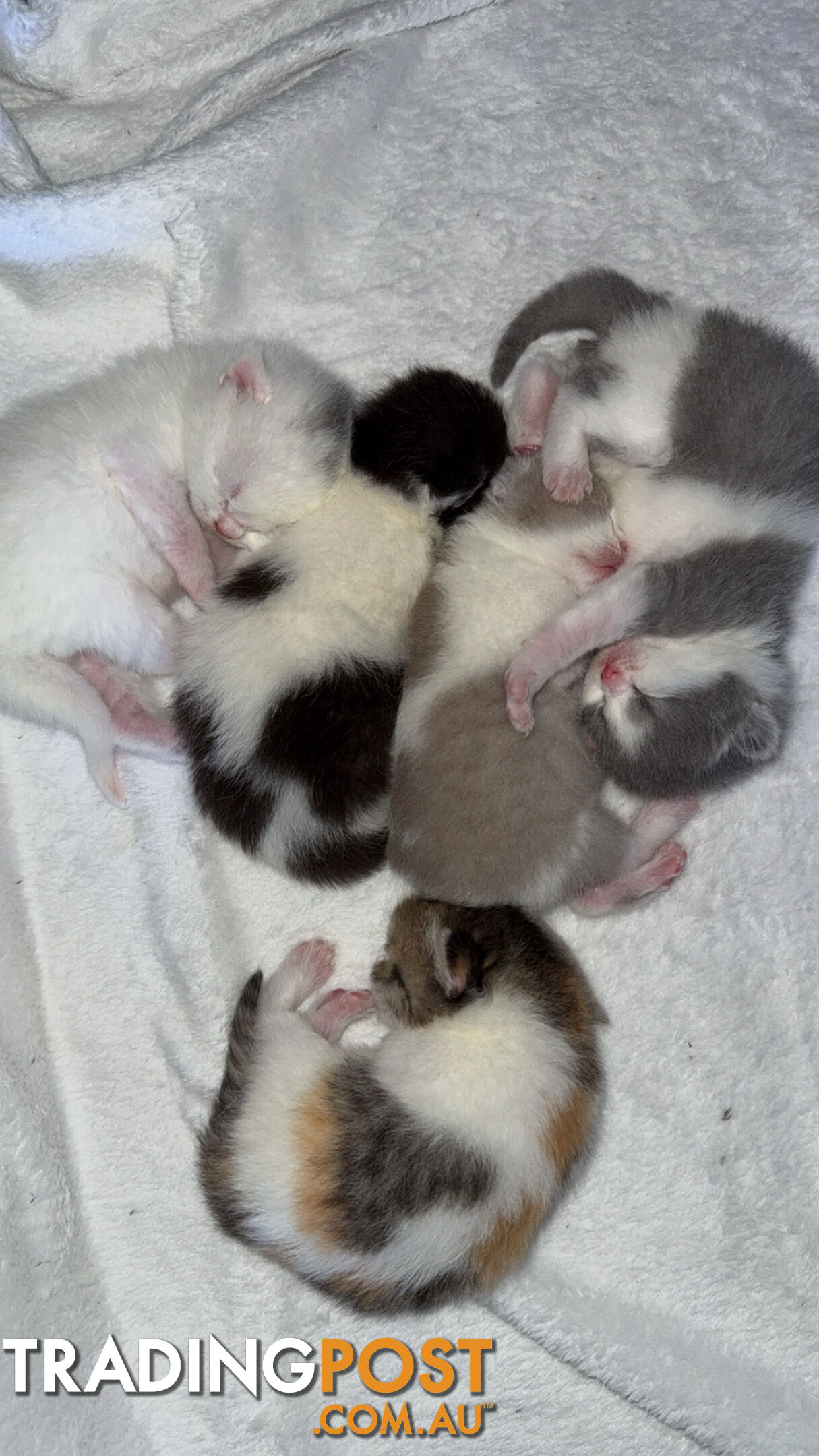 Scottish fold kittens