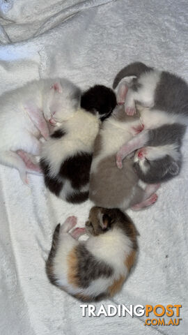 Scottish fold kittens