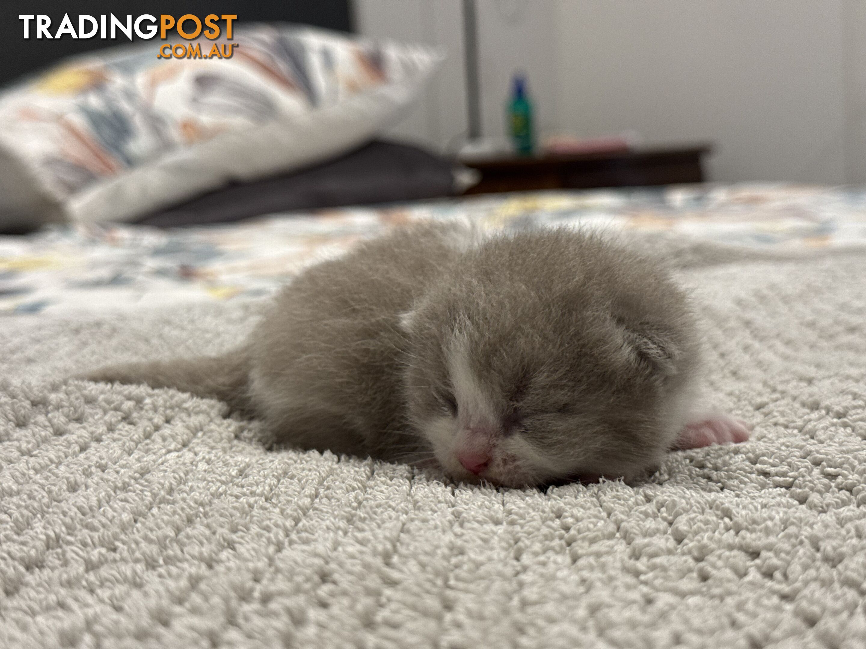 Scottish fold kittens