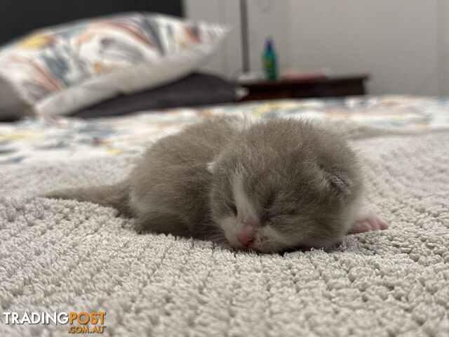 Scottish fold kittens