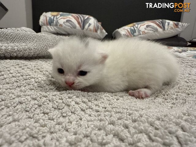 Scottish fold kittens