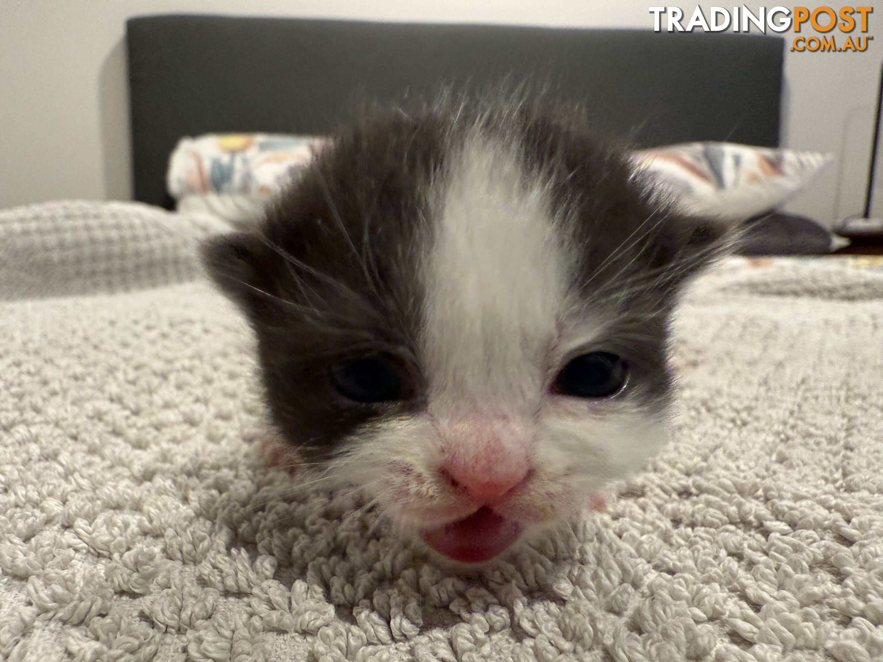 Scottish fold kittens