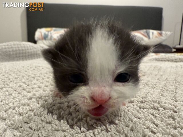 Scottish fold kittens