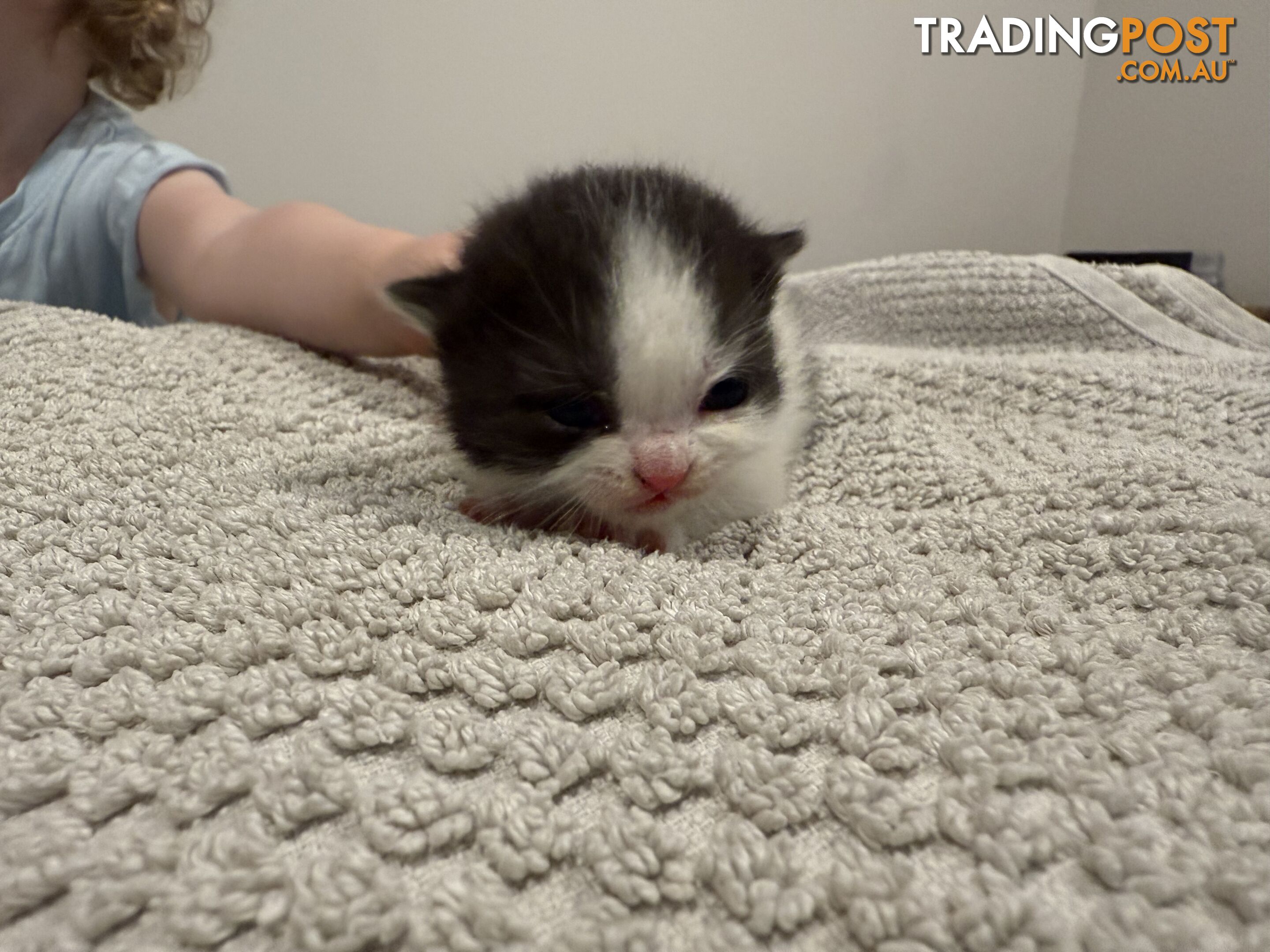 Scottish fold kittens