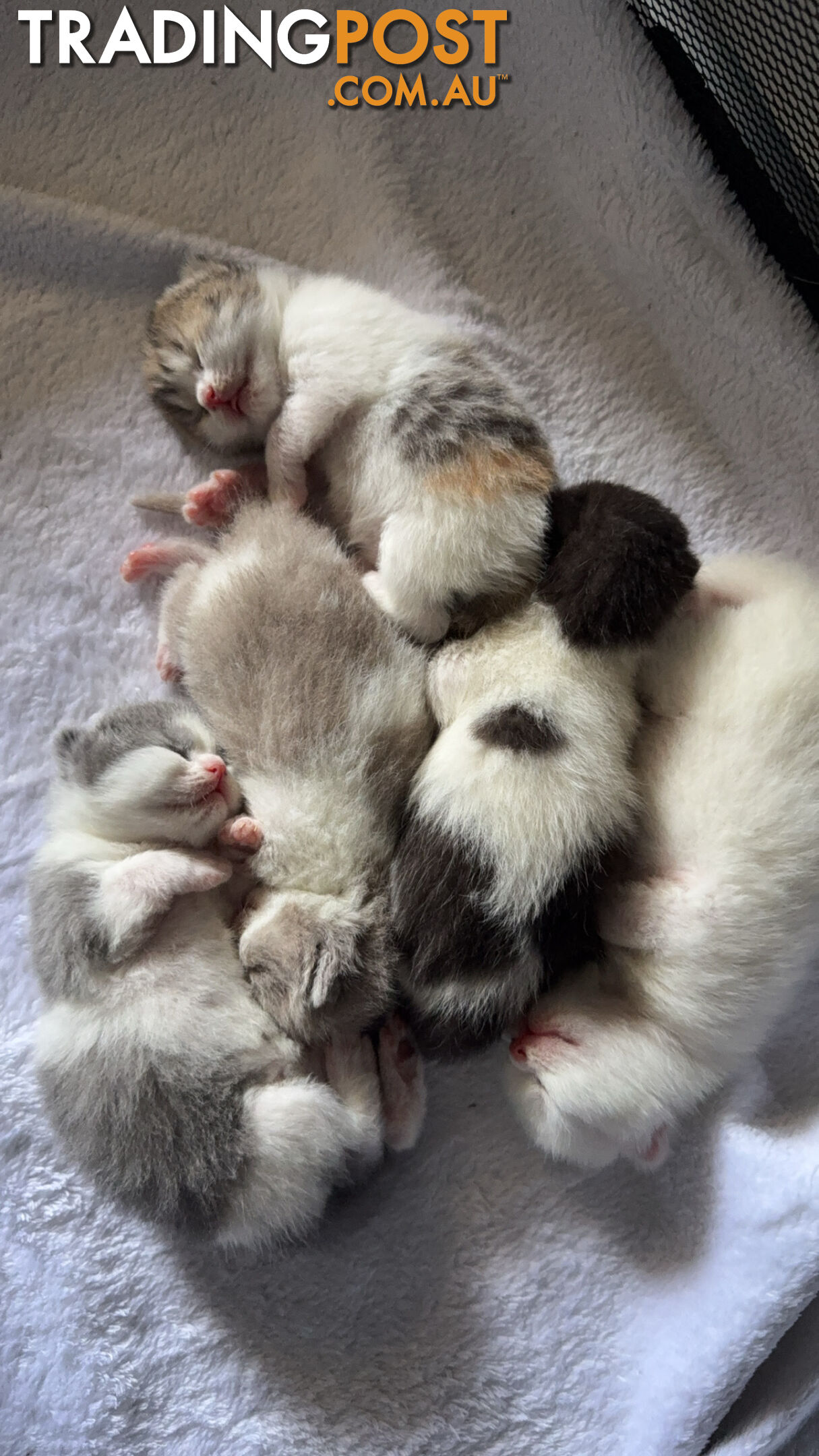 Scottish fold kittens