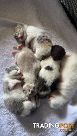 Scottish fold kittens