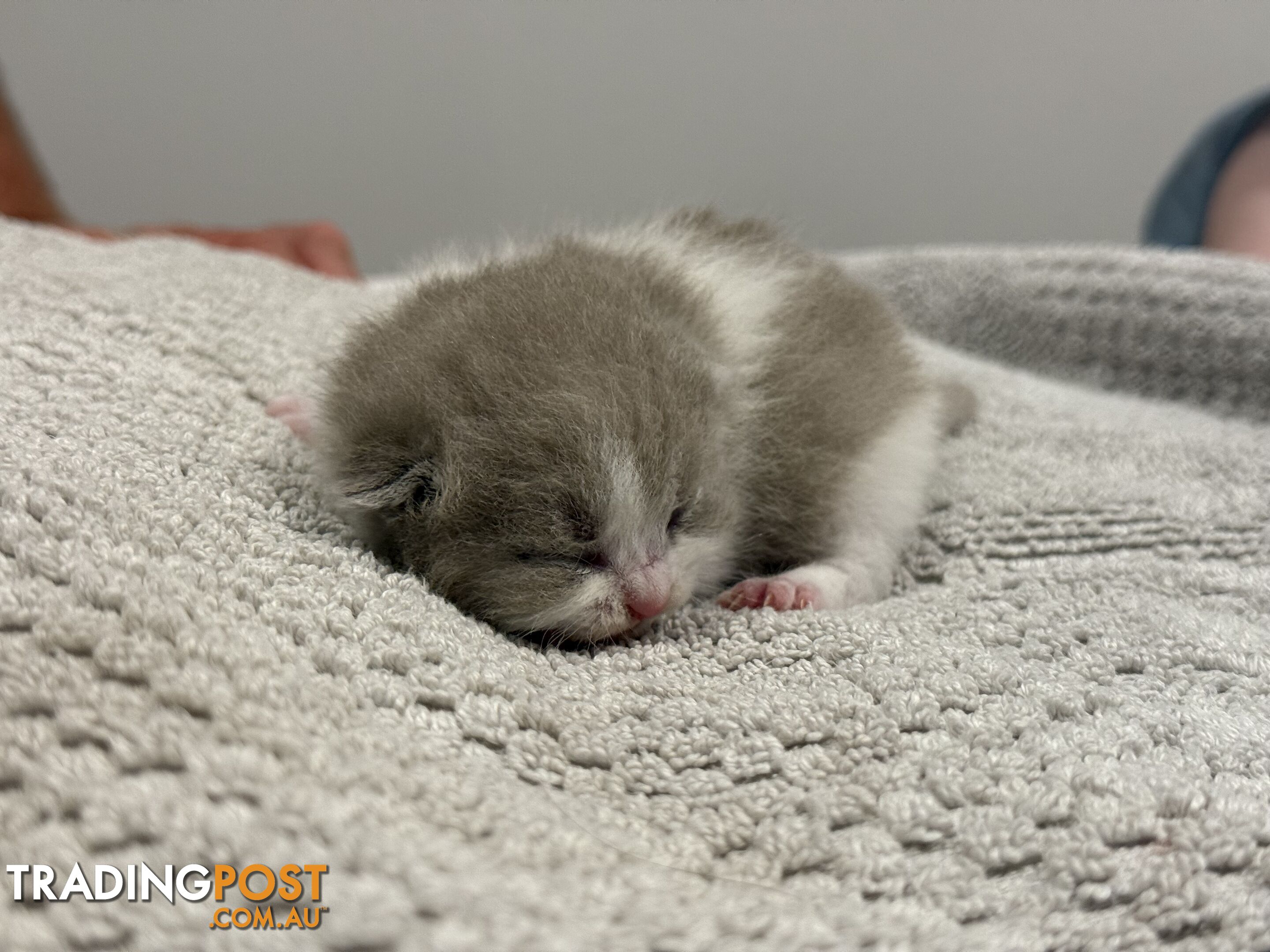 Scottish fold kittens