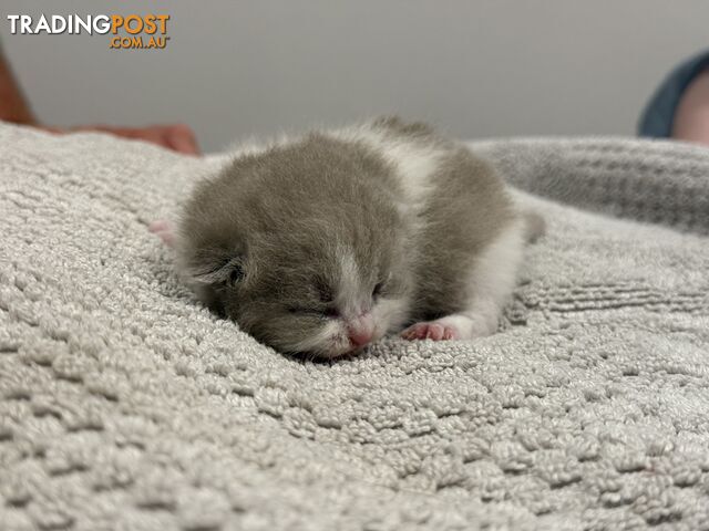 Scottish fold kittens