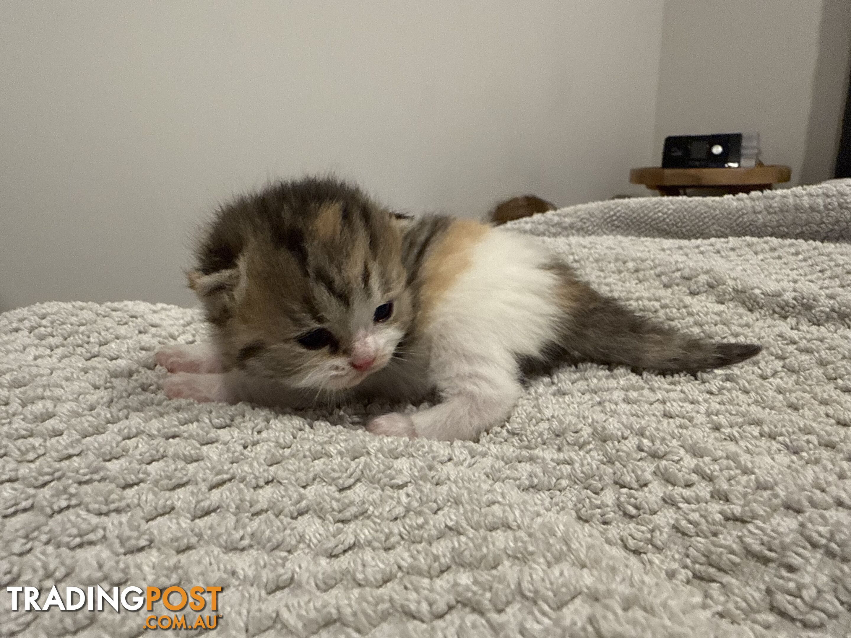 Scottish fold kittens