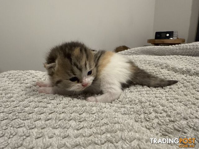 Scottish fold kittens