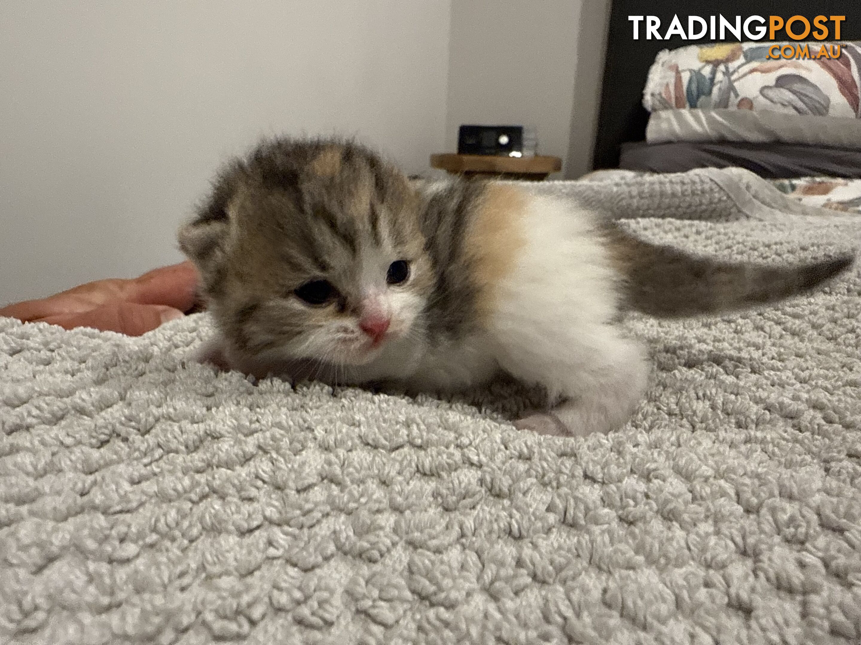 Scottish fold kittens