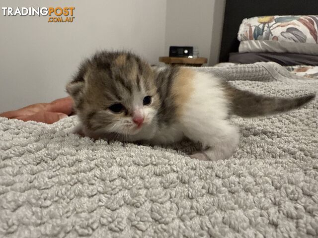 Scottish fold kittens