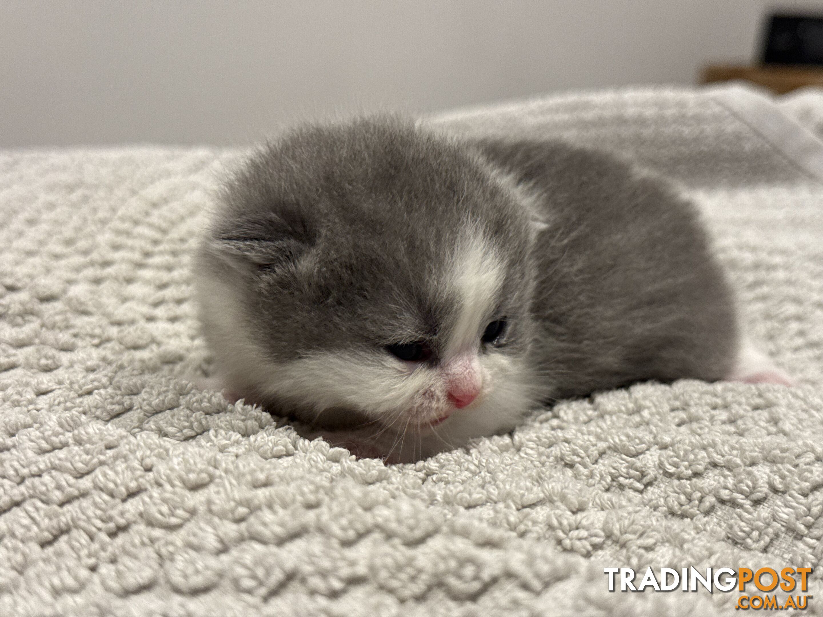 Scottish fold kittens