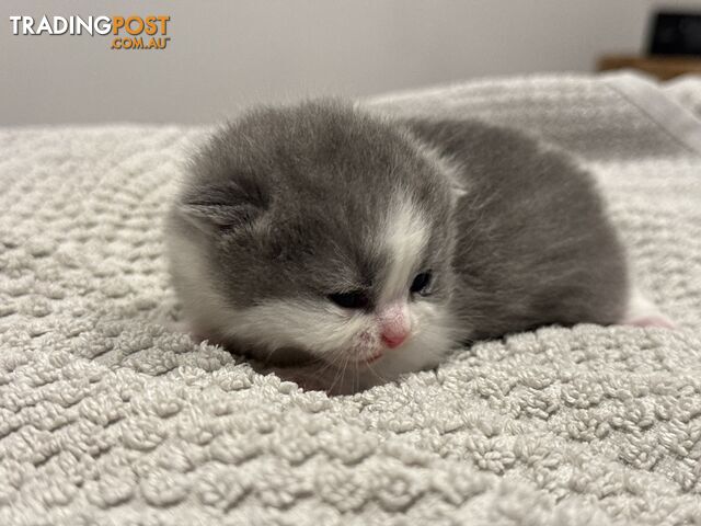 Scottish fold kittens