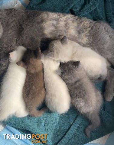 British shorthair kittens