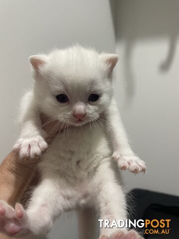 British shorthair kittens