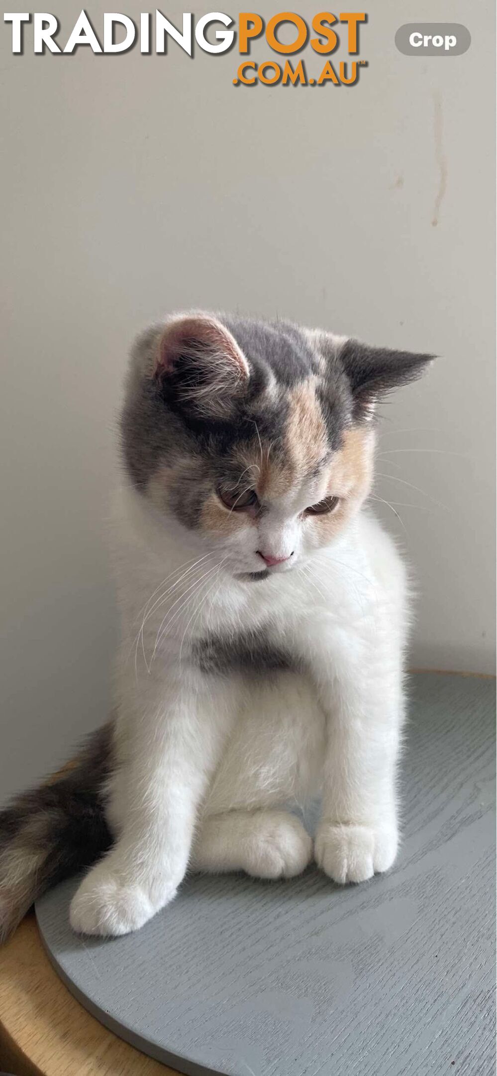 Scottish fold and straight kittens