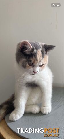 Scottish fold and straight kittens