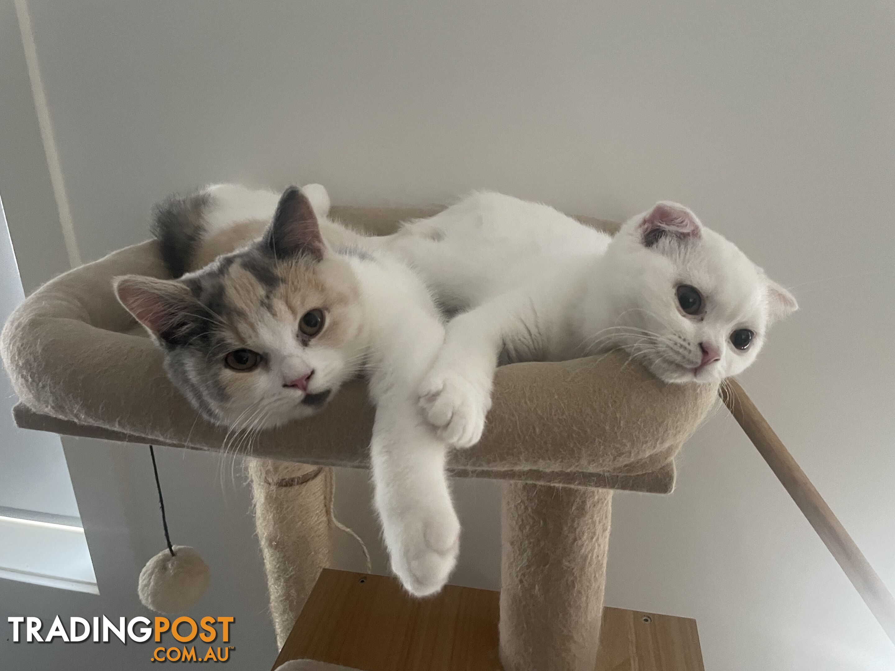 Scottish fold and straight kittens