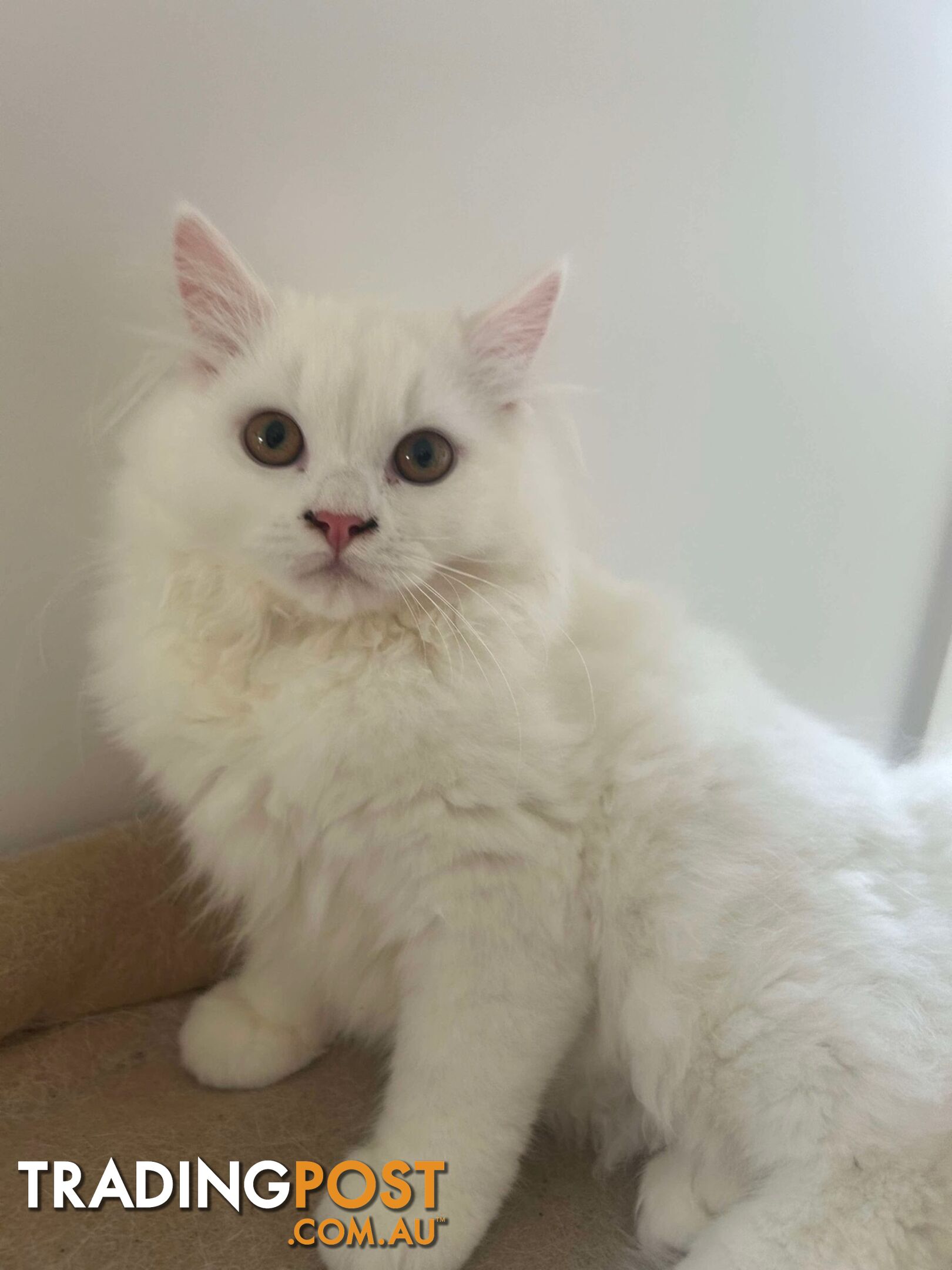 Scottish fold and straight kittens