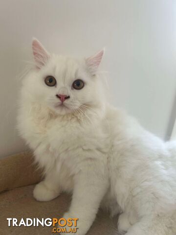 Scottish fold and straight kittens