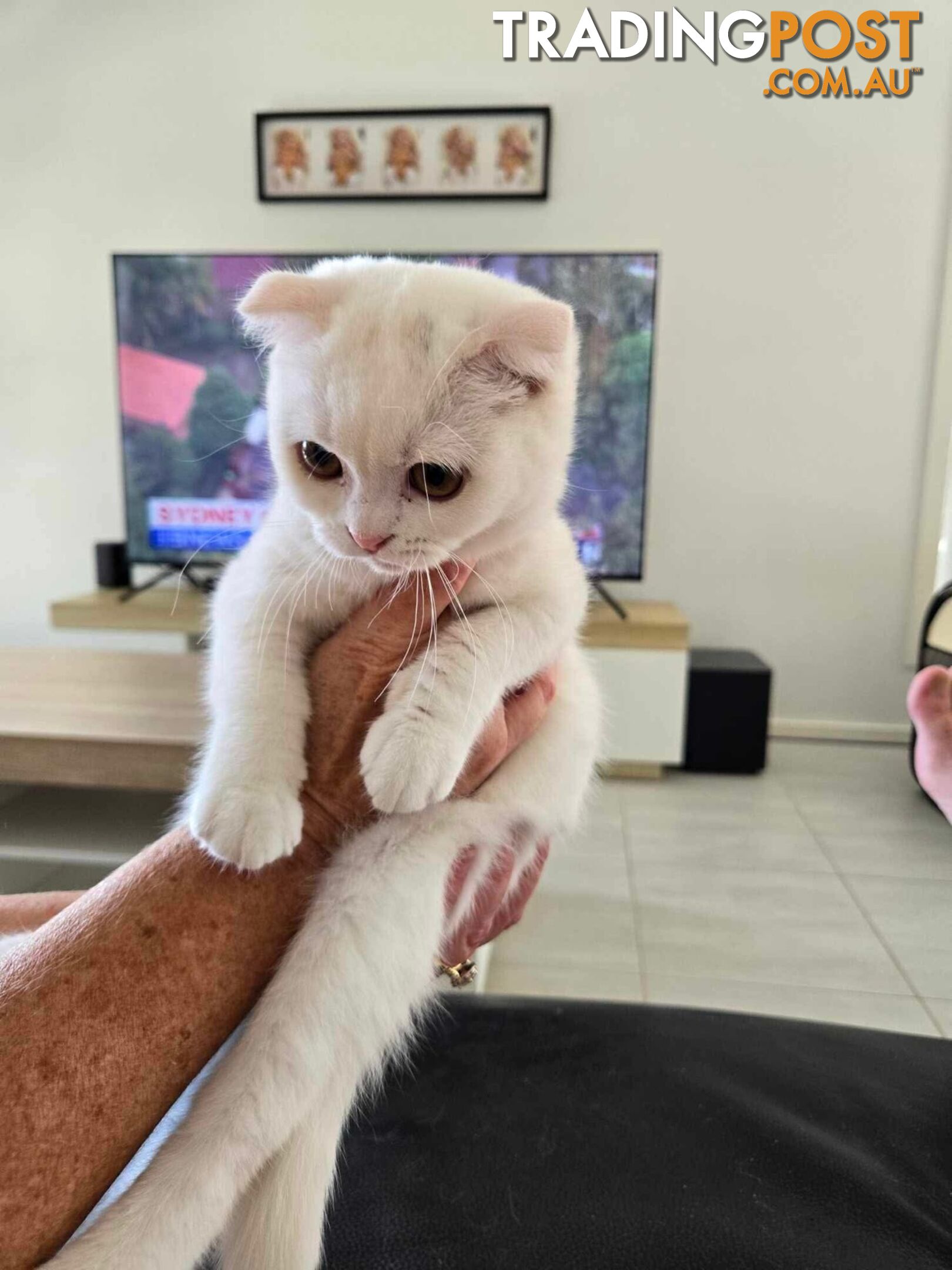 Scottish fold and straight kittens