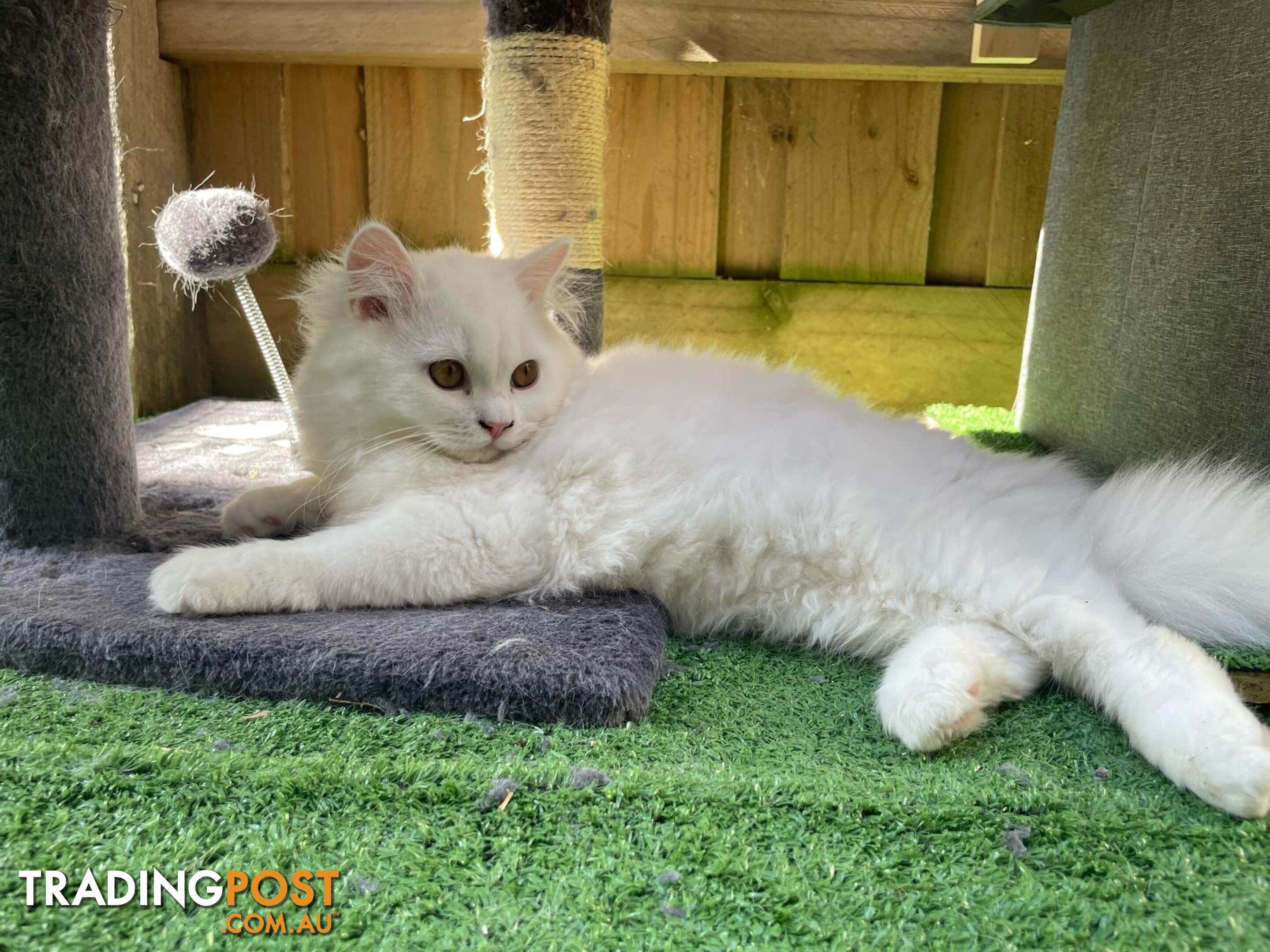 Scottish fold and straight kittens