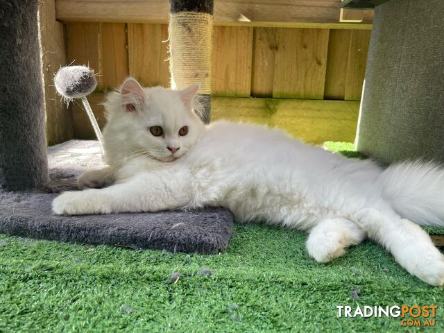 Scottish fold and straight kittens