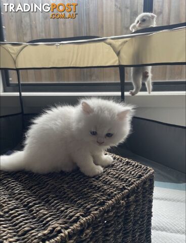 Scottish fold and straight kittens