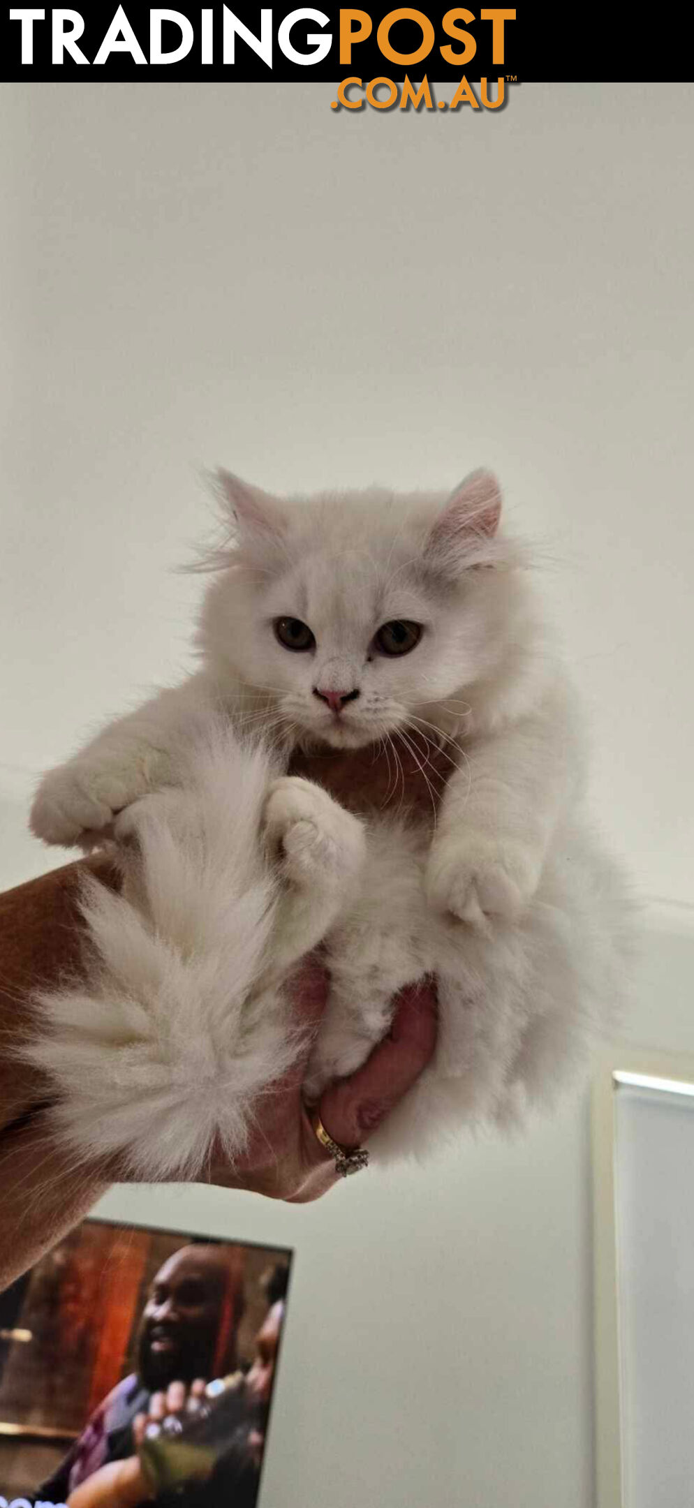 Scottish fold and straight kittens