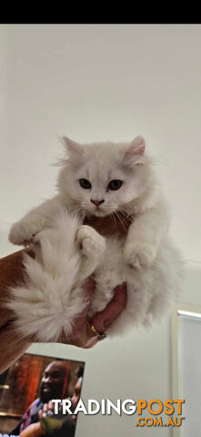 Scottish fold and straight kittens