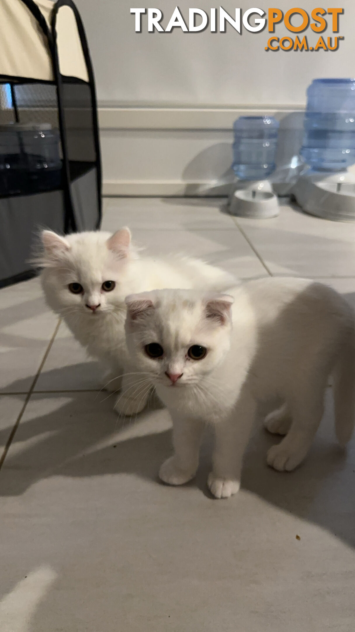 Scottish fold and straight kittens