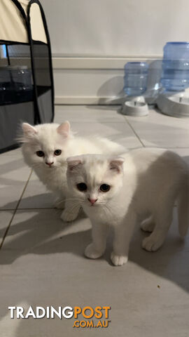 Scottish fold and straight kittens